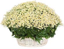 Цветочная композиция из Ромашки в корзине #REPLACE_PRED# Ерик